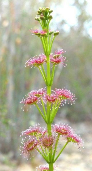 Drosera Porrecta (adult Tuber) - Very Rare Carnivorous Plant,  Tuberous Sundew