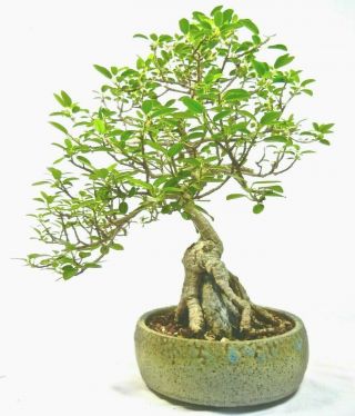 Shohin Burtt Davyi Ficus Root Over Rock Style Hand Made Pot Rare Species