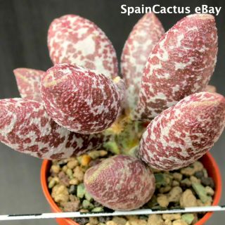 Adromischus Marianiae Var.  Alveolatus “borhansplect” Rare Succulent Plant 30/6