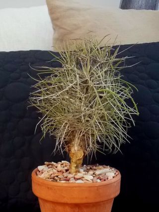 Rare Didierea Madagascariensis Plant / Caudex / Succulent / Bonsai / Art