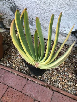 Very Rare Variegated Aloe Plicatilis - One Gallon Pot