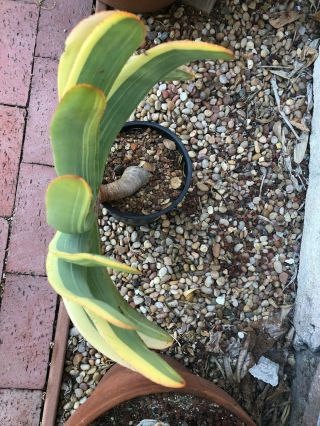 Very Rare Variegated Aloe plicatilis - One Gallon Pot 2