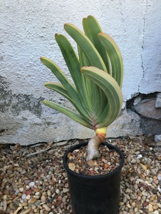 Very Rare Variegated Aloe plicatilis - One Gallon Pot 5