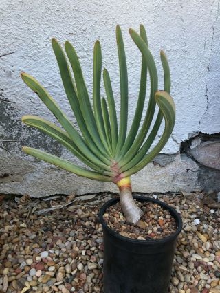 Very Rare Variegated Aloe plicatilis - One Gallon Pot 6