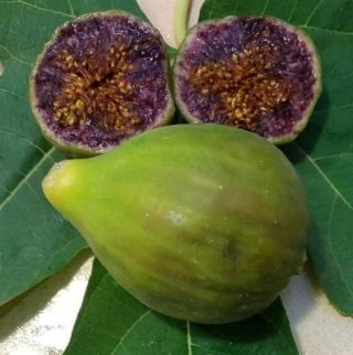 1 Staddone Viola,  Fig Tree Cutting,  Very Rare.
