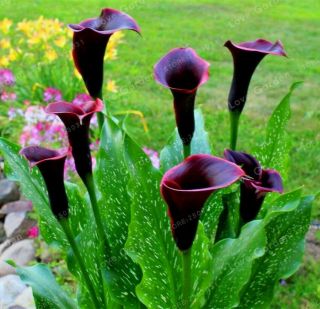 Calla Lily Bulbs,  Air Purification,  Rare Flower - Light Black Calla Lily - 10bulbs