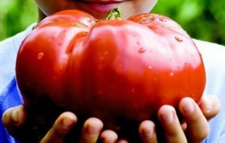 Tomato Monster - 1000 Seeds - Giant Fruit Rare - Exotic - Organic - - Bulk
