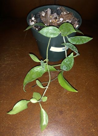 Hoya Neocaledonica (rare),  Ship In 4” Pot Actual Plant