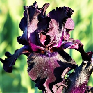 Iris Bulbs Bearded Perennial Impressive Reblooming Rare Fragrant Superstition