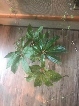 Rare Begonia Luxurians - 2 Canes " Palm - Leaf Begonia " 3 1/2 Pot Fully Rooted