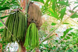 5 Seeds Caryota Urens Fishtail Palm Tropical Container Gardening Rare - Seed