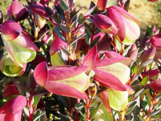 Pimelea Physodes Qualup Bell Spectacular Purple Flower Very Rare 5 Seeds
