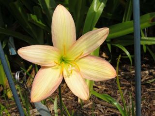 Rain Lily,  Zephyranthes Bali Beauty,  1 Bulb,  Rare,  Habranthus