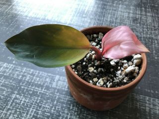 Philodendron Pink Congo Very Rare Aroid