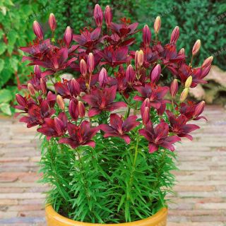 Us,  Lily Bulbs,  Not Seeds,  Rare Lily Bulbs,  Dark Red,  Bonsai Lily