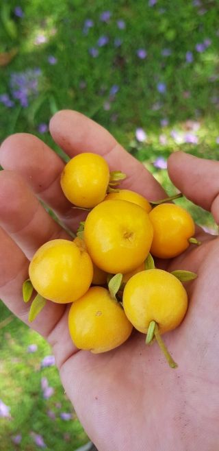 100 Pitomba Seeds (eugenia Luschnathiana) Rare Tropical Fruit Bush