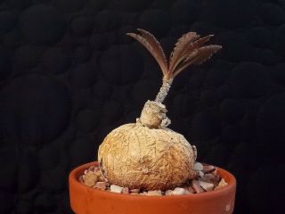 Rare Euphorbia Waringiae Plant / Caudex Succulent / Cacti / Bonsai
