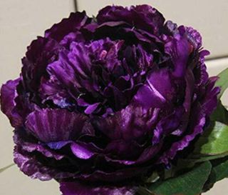Purple Chinese Peony Root Perennial Herb Herbaceous Hardy Bonsai Potted Rare Top