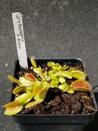 Rare Carnivorous Venus Flytrap Plant " G14 Rosette X Alien "