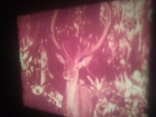 8 Film The Jungle Book (1942) RARE Sound Feature 400Fft Reels x 6 7