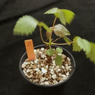 Beiselia Mexicana Seed Grow / Rare Bursereae Succulent Plant Caudiciorm