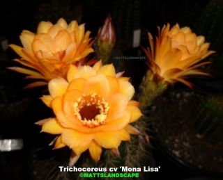 Trichocereus,  Hybrid,   Mona Lisa ",  Medium,  Sized,  Plant,  Echinopsis,  Cactus,  Rare