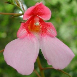 Rare,  Endangered Impatiens Flanaganae - Orchid - Shaped Blooms And Huge Tubers