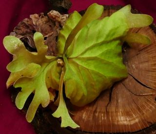 Platycerium Ridleyi Staghorn Fern Plant Rare