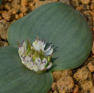 (5) Massonia Echinata South Africa Species Live Rare Bulbs