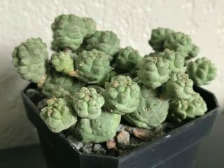Euphorbia Pseudoglobosa Rare Succulent Plant Own Roots Not Cactus