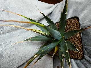 Agave Utahensis V.  Eborispina / Selected Plant - Very Rare Yellow Spines /