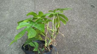 Rhaphidophora Tetrasperma aka Mini monstera,  Philodendron Ginny.  Rare.  1 plant 2