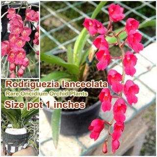 Rodriguezia Lanceolata Rare Oncidium Orchid Plants Size 1 " In Pot From Thailand