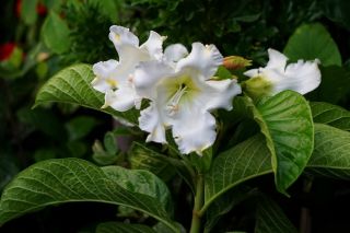 Easter Lily Vine Seeds Rare Tropical Plant Limitd Supply Beaumontia Grandiflora
