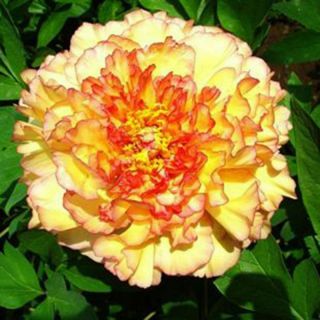 Peony Rare Yellow Orange Flower Stunning Bulb Perennial Impressive Resistant Top