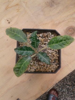 Dorstenia Horwoodii 1 Year Seedling.  Rarely Offered Succulent,  Caudex