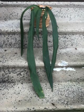 Mature Anthurium Pendens Vittarifolium Rare Collectors Aroid Tropical Plant