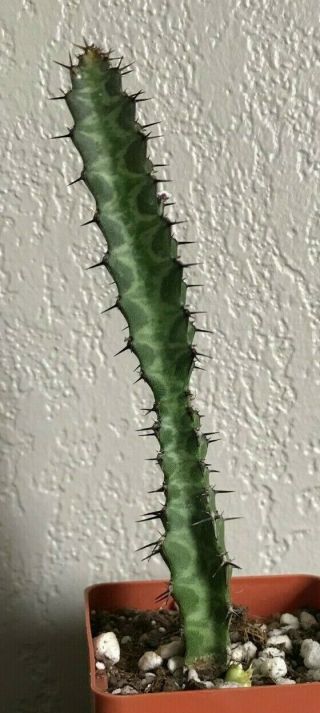 Euphorbia Excelsa Rare Succulent Plant Not Cactus Colorful