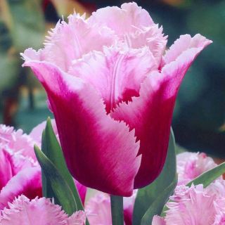 20 Bulbs Tulip Flower Perennial Impressive Resistant Plant Fragrant Rare Garden