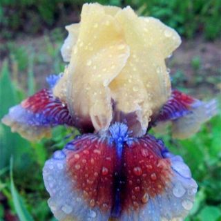 Iris Bulbs Roots Rare Perennial Flower Home Garden Planting Decor Fragrant Plant
