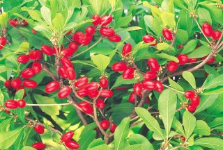 Miracle Fruit Synsepalum Dulcificum Rare Exotic Sweet Berry Edible Seed 7 Seeds