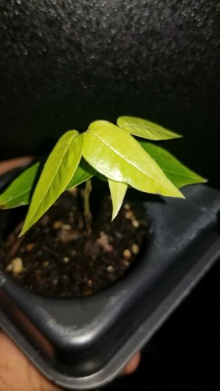 Extremely Rare Plinia Aureana Sp.  Lemongrass (baixo Rio Doce) Jaboticaba