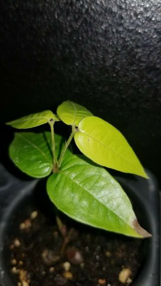 Extremely Rare plinia aureana sp.  Lemongrass (baixo rio doce) Jaboticaba 2