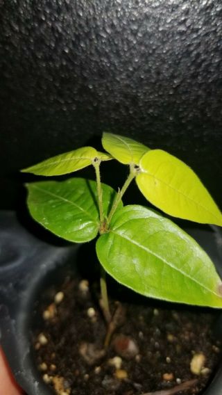 Extremely Rare plinia aureana sp.  Lemongrass (baixo rio doce) Jaboticaba 5