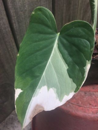 Variegated Xanthosoma Elephant Ear Very Rare (5) Inch Potted Plant