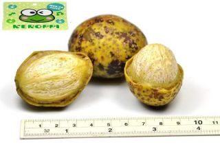 5 Seed Hogpalm Spondias Pinnata Spondias Mangifera Rare Fruit Thai