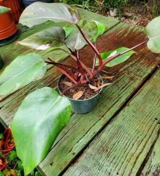 Philodendron Erubescens Pink Princess Rare Variegated Plant 2