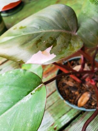 Philodendron erubescens Pink Princess RARE variegated plant 2 2