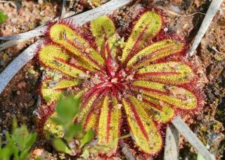 Drosera Major (adult Tuber) - Very Rare Carnivorous Plant,  Tuberous Sundew