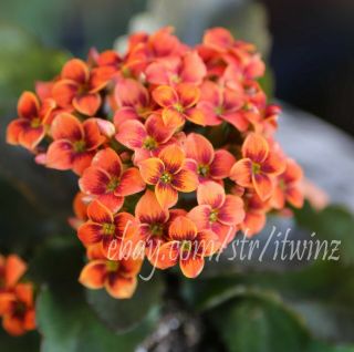 Kalanchoe Orange Easy Succulent Cactus Rare Live Plant Rooted Red Purple Indoor